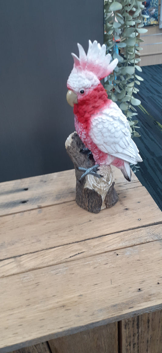 Pink Galah on Stump