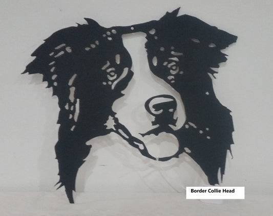 Border Collie Head