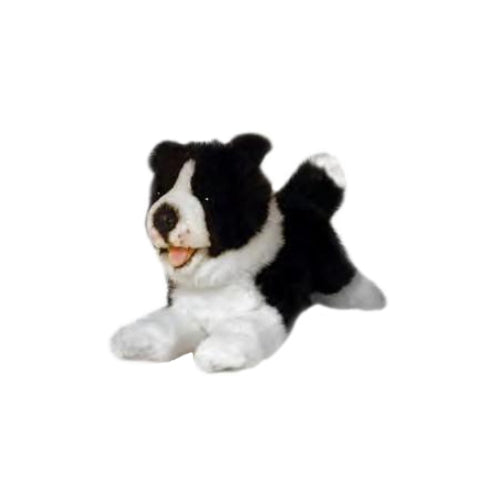 Patch Border Collie