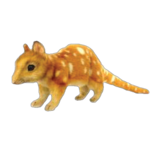 Quoll  Plush Hansa