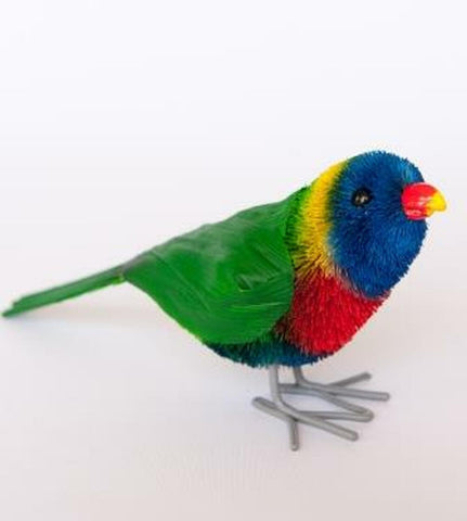 Lorikeet medium