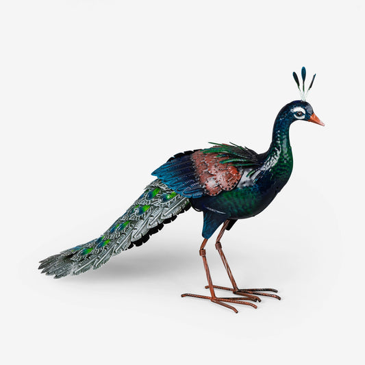 Small Peacock